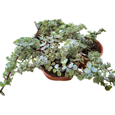 Portulacaria Africana