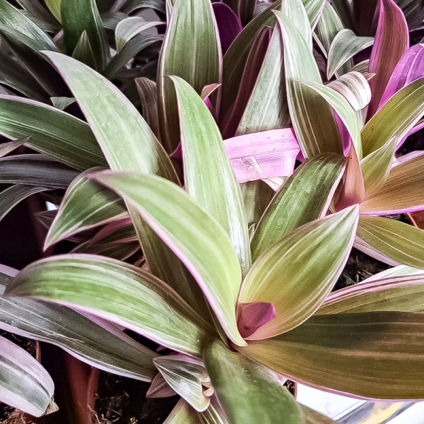 Tradescantia Pink