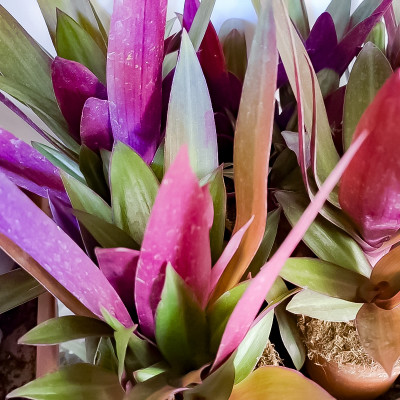 Tradescantia Spathacea