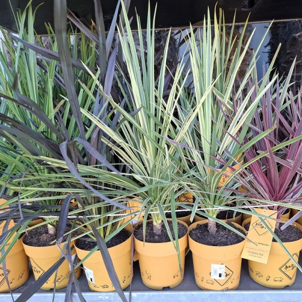Cordyline Australis
