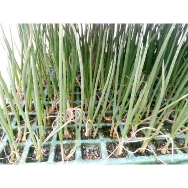 Cebolla Valenciana Tardía