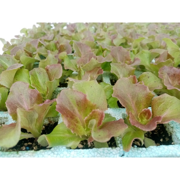 Lechuga Maravilla de Verano