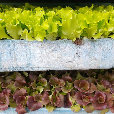 Lechuga Hoja de Roble Roja