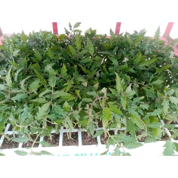 Tomate Negro de Crimea