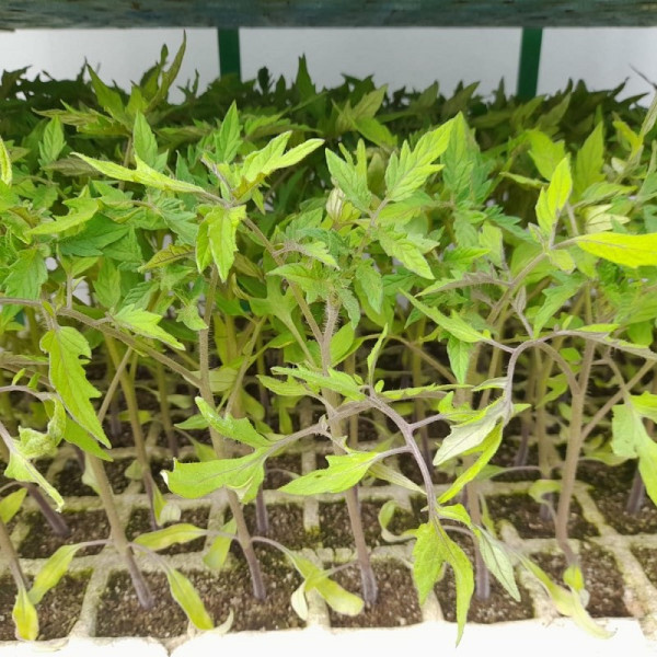 Tomate Óptima