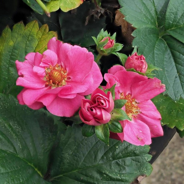 Planta de Fresas Flor Rosa