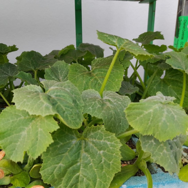 Planta de Calabacín Largo