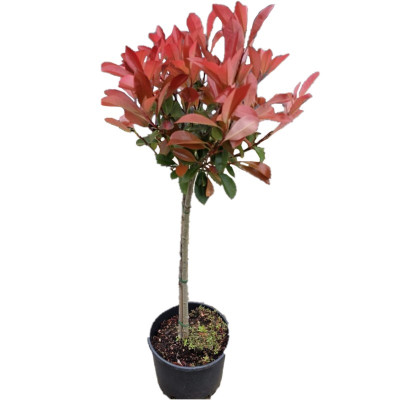 Photinia Red Robin de Copa