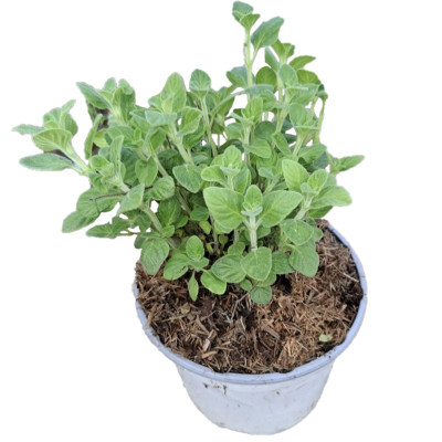 Calamintha Nepeta White Cloud