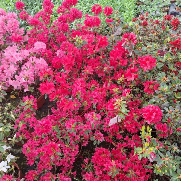 Azalea Japónica