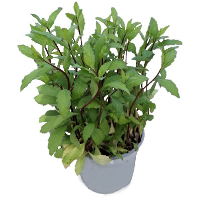 Aster Ageratoides "Ezo...