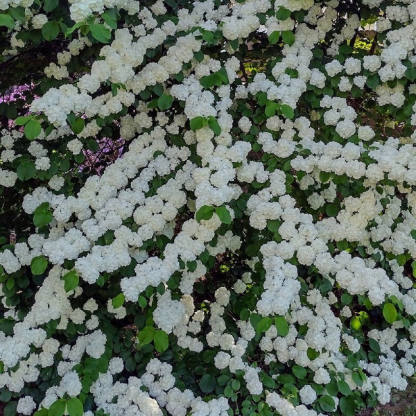 Bola De Nieve (Viburnum Popcorn)