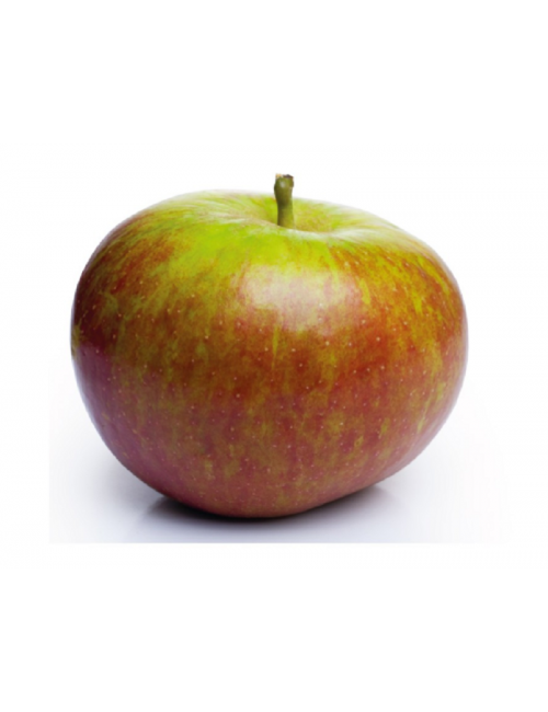 Tabardilla Real C-30