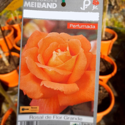 Rosal Rene Goscinny