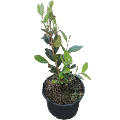 Feijoa