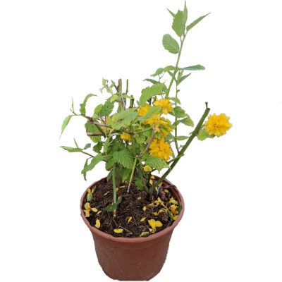Kerria Japonica