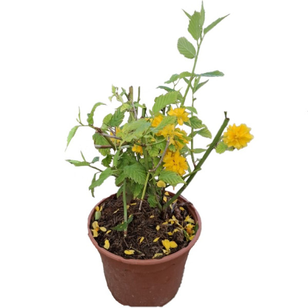 Kerria Japonica