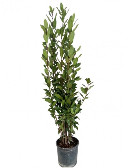 Laurel Salsero 1 metro