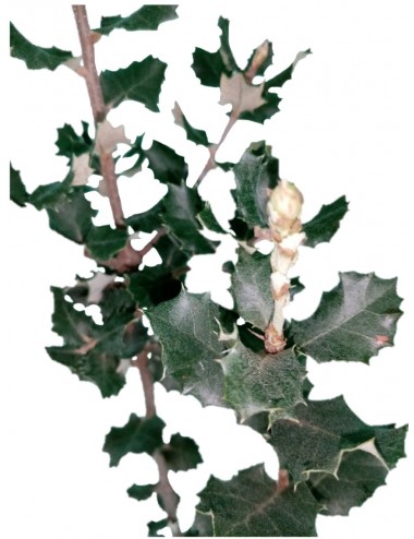 Encina " Quercus Ilex Ballota"