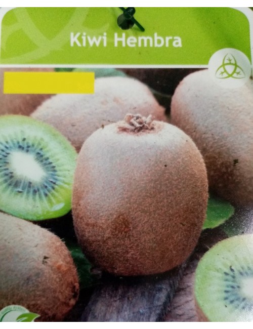 Kiwi Verde Hembra