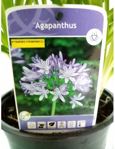 Agapanthus