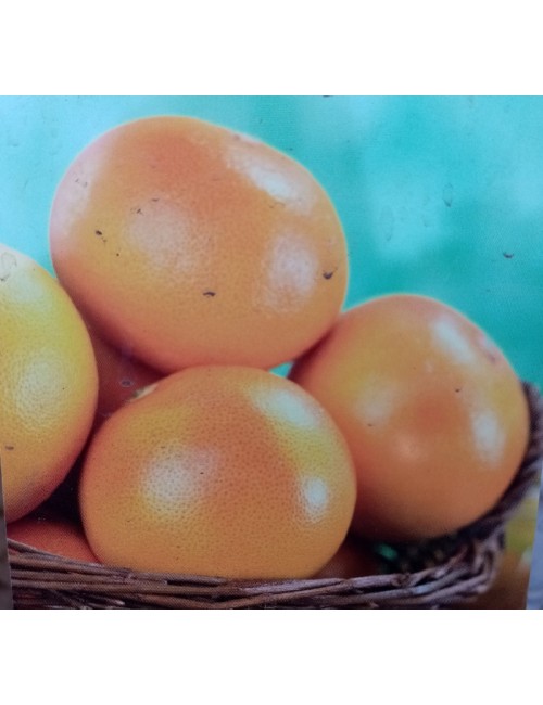 Pomelo