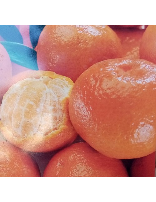 Mandarino Clementina
