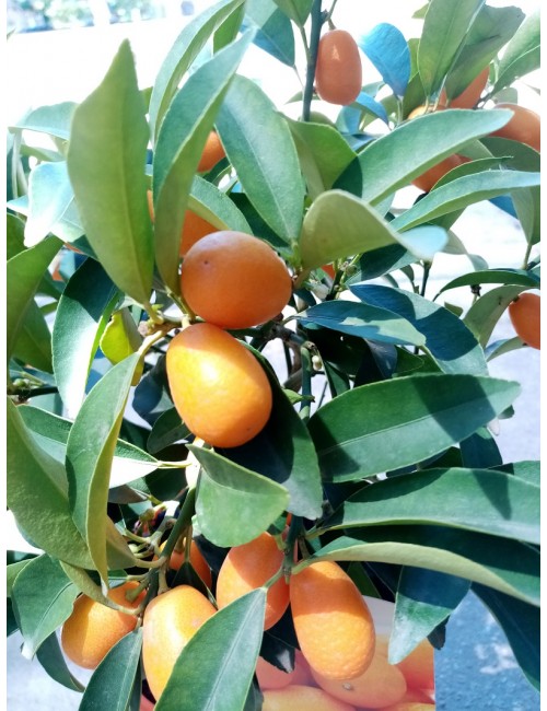 Kumquat Nagami