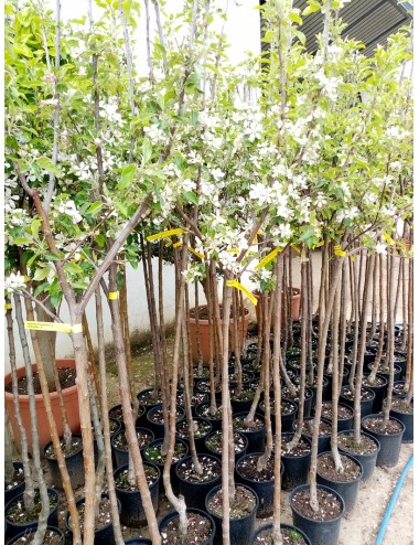 Lograr tramo considerado Árbol frutal Manzano Golden Delicious | | Viveros Barra