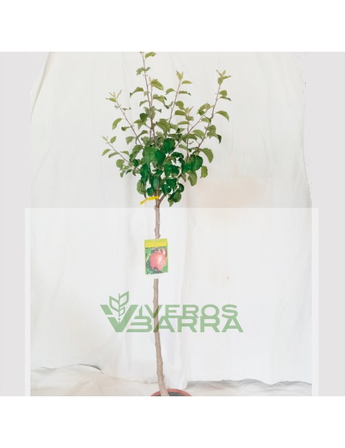 Manzano Verdedoncella