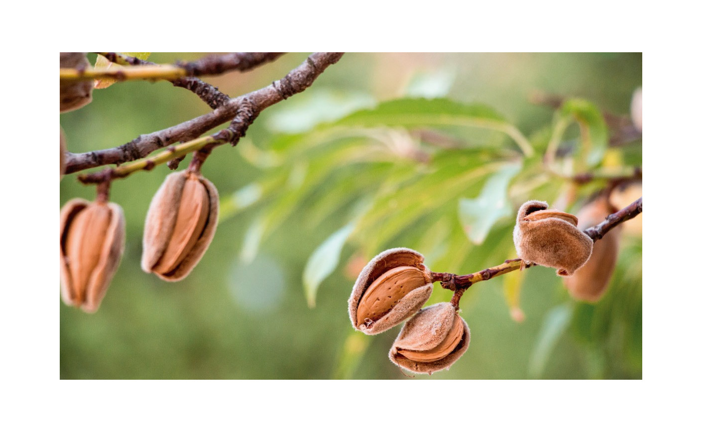 Características y cuidados del almendro