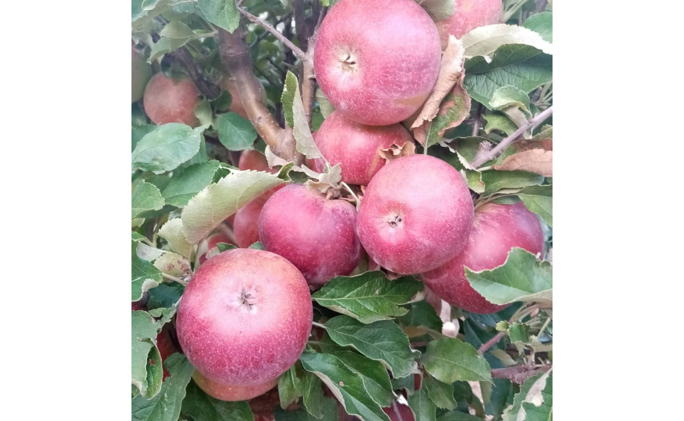 TRATAMIENTO INSECTICIDA DE INVIERNO ¿Qué es y porqué es tan recomendable en los frutales?