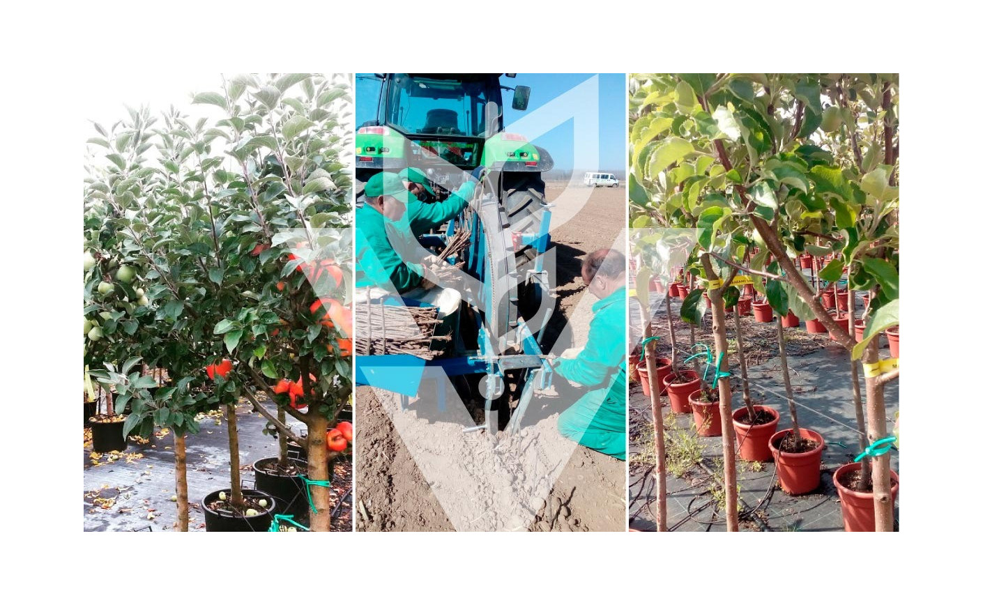 Nuestros frutales, origen y procesos básicos