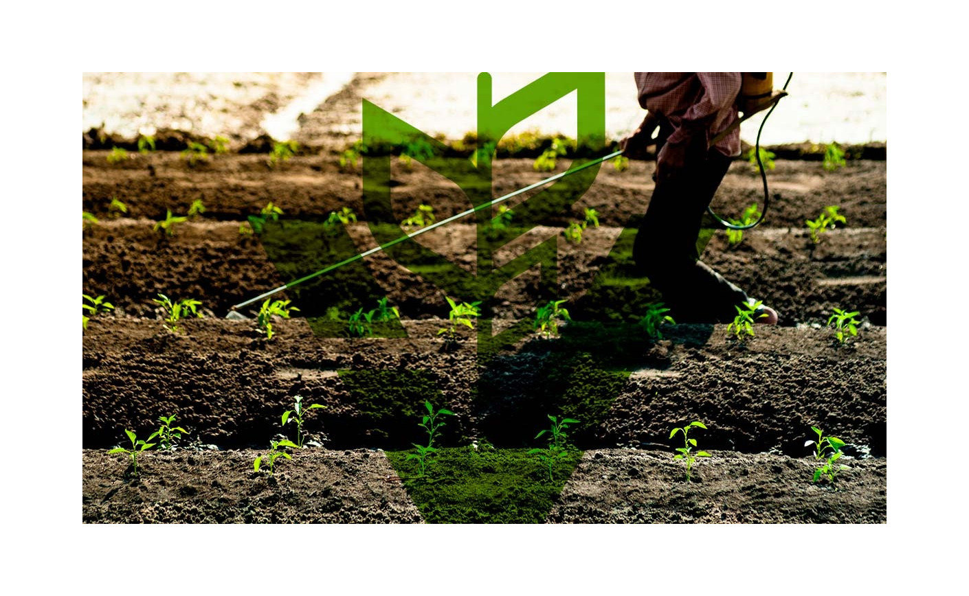 Tierra de diatomeas, abono e insecticida natural