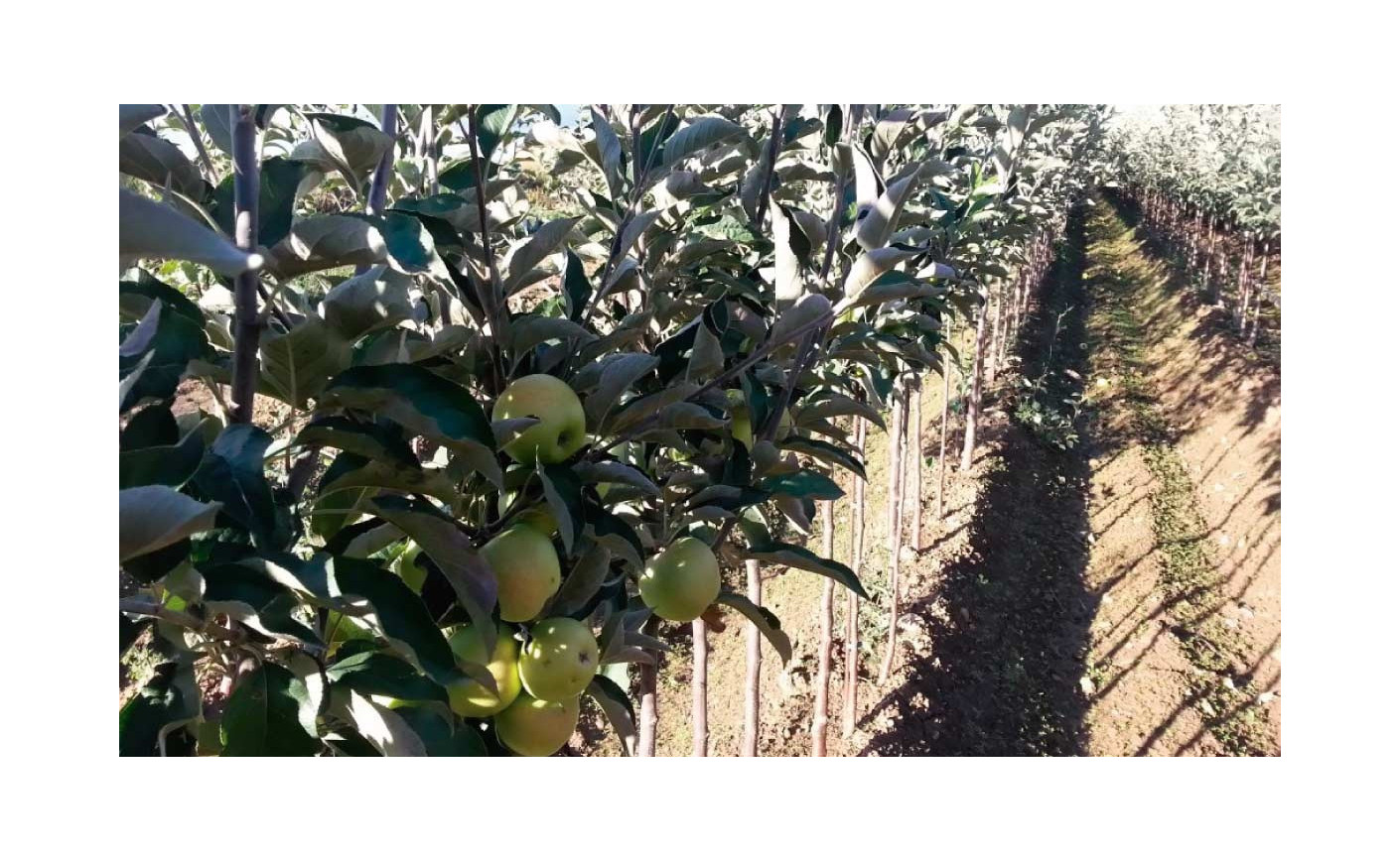 Propiedades del manzano